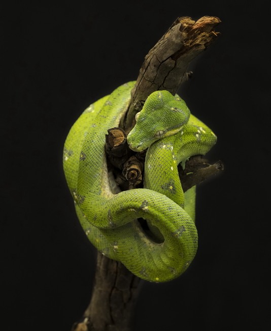 Green Python